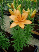 [1666 OrangeTycoon No02.JPG]